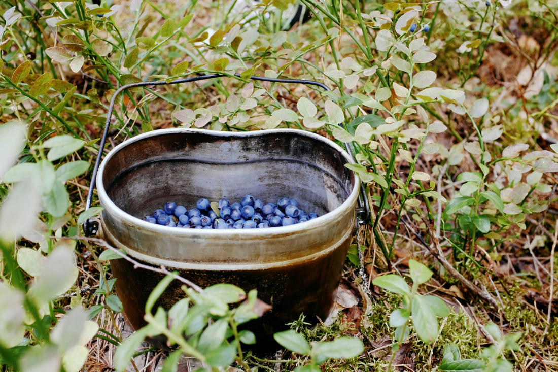 6 Remarkable Health Benefits of Blackcurrant