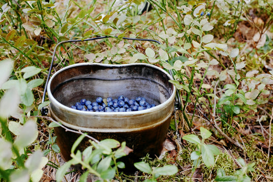 6 Remarkable Health Benefits of Blackcurrant