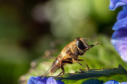 Why Do Bees Sting? Here’s What You Need to Know