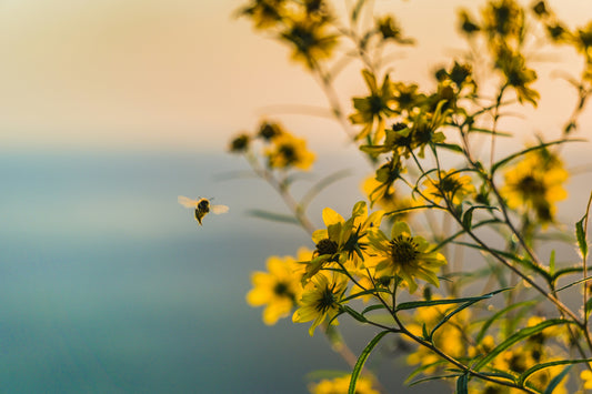 5 Easy Ways You Can Help Save the Bees