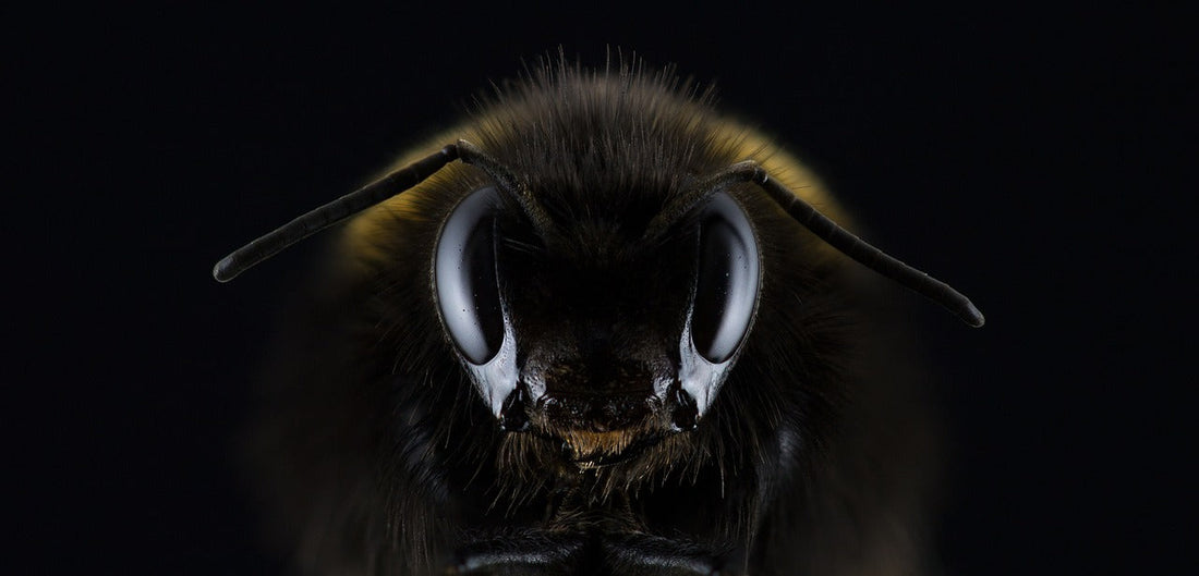 What is Manuka Honey and Why is it so Expensive?