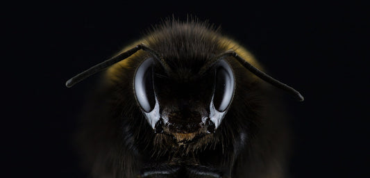 What is Manuka Honey and Why is it so Expensive?