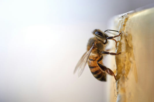 Bees and Sustainability: Why Protecting Pollinators Matters