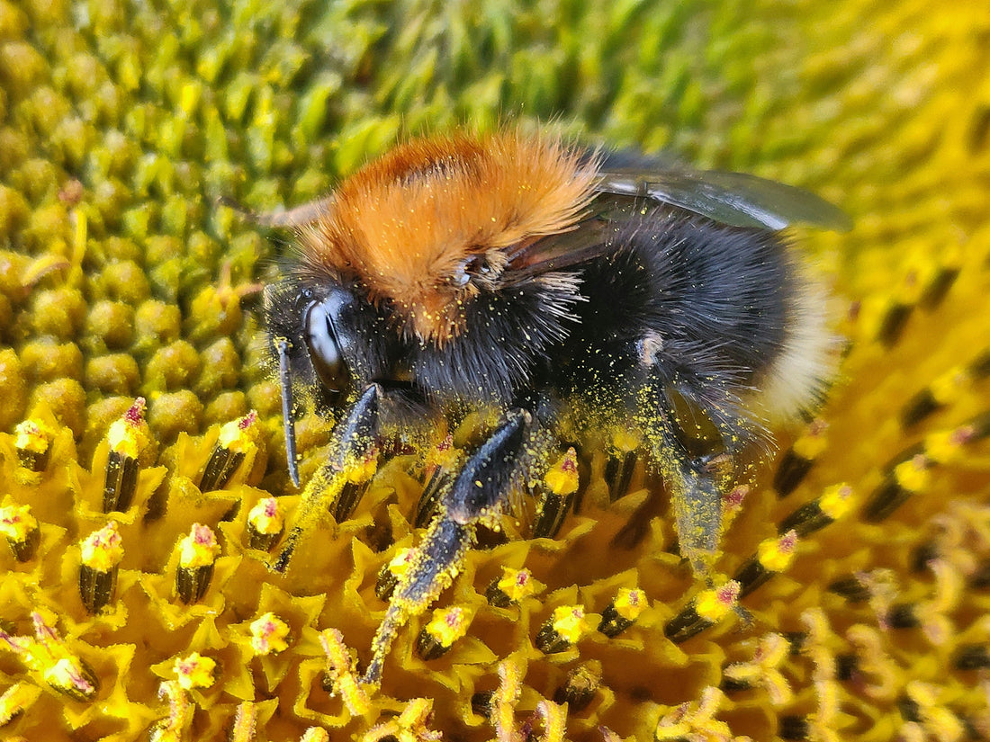 The Health Benefits of Bee Pollen