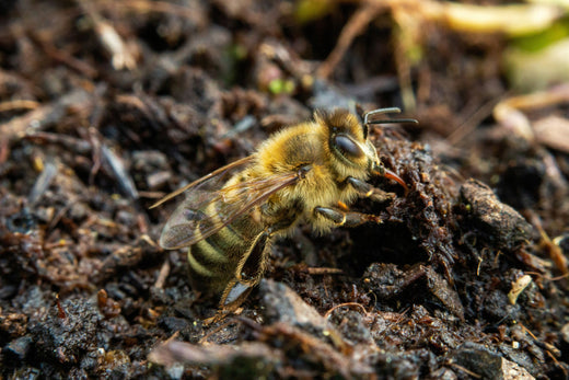Why Is Beekeeping Good for the Environment?