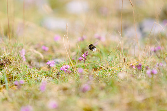 Why Bee Population is Declining