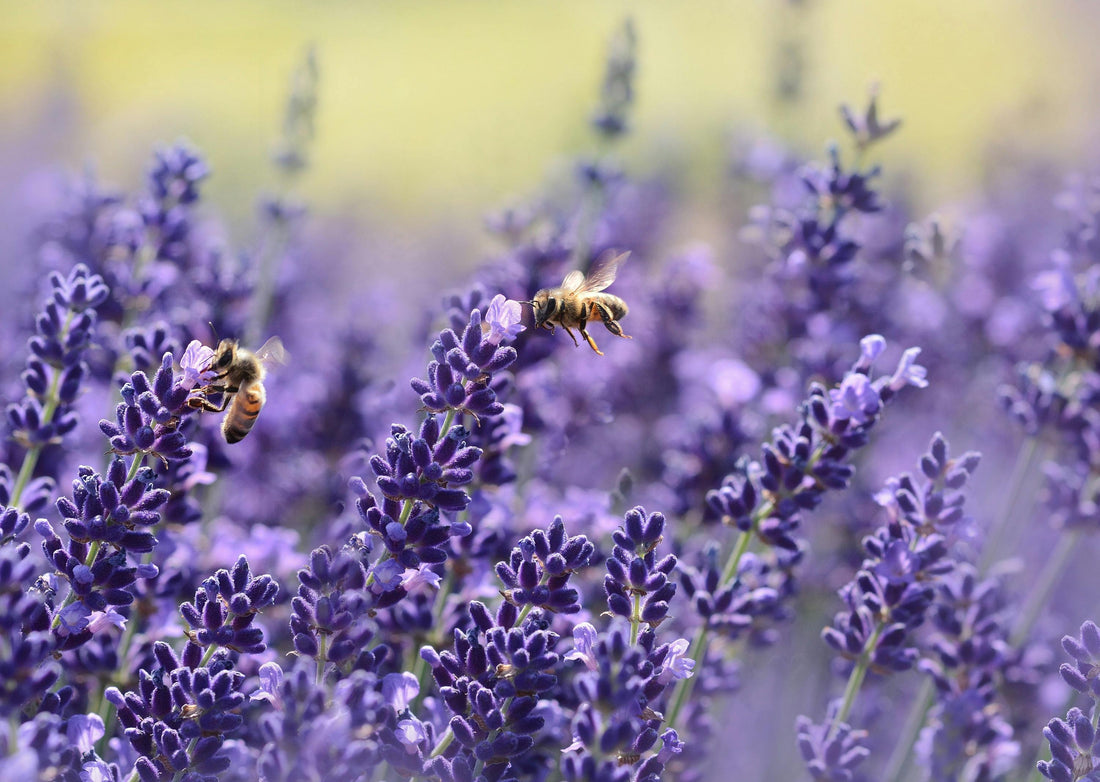Lavender Honey: Antihyaluronidase Activity, Health Benefits and Uses