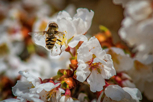 5 Benefits of Manuka Honey