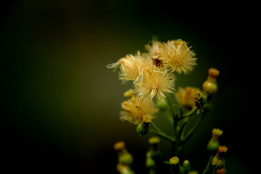 The History of Honey in Traditional Medicine Around the World