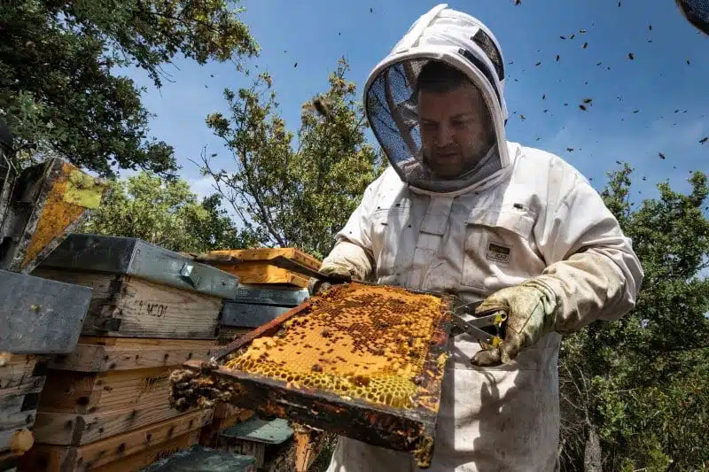 Active Organic Oak Honey TA15+