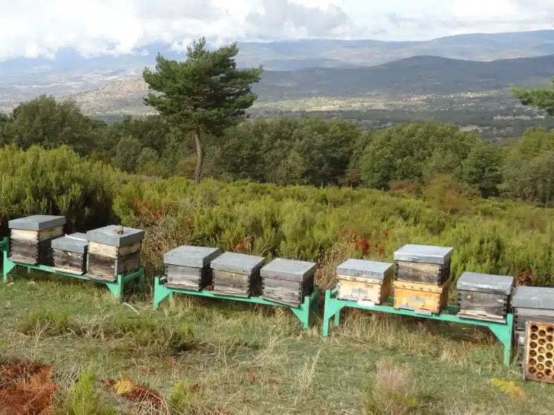 Active Organic Oak Honey TA15+