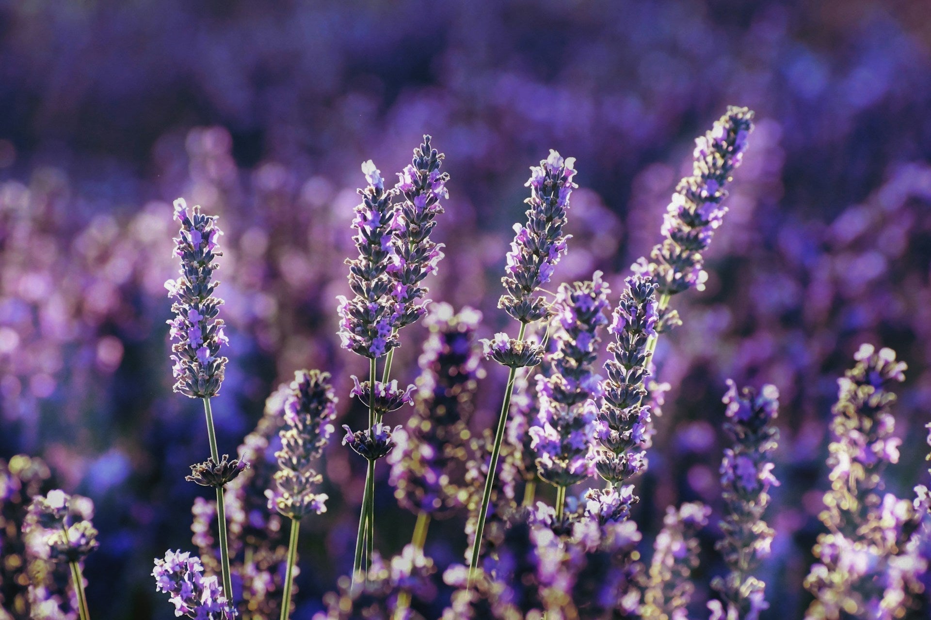 Lavender & Apple Orchard Honey: A Midday Calm Ritual – Honeyngreens