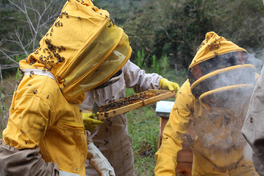 What Makes a Great British Beekeeper?