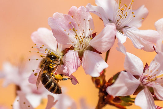 bee perching on flower