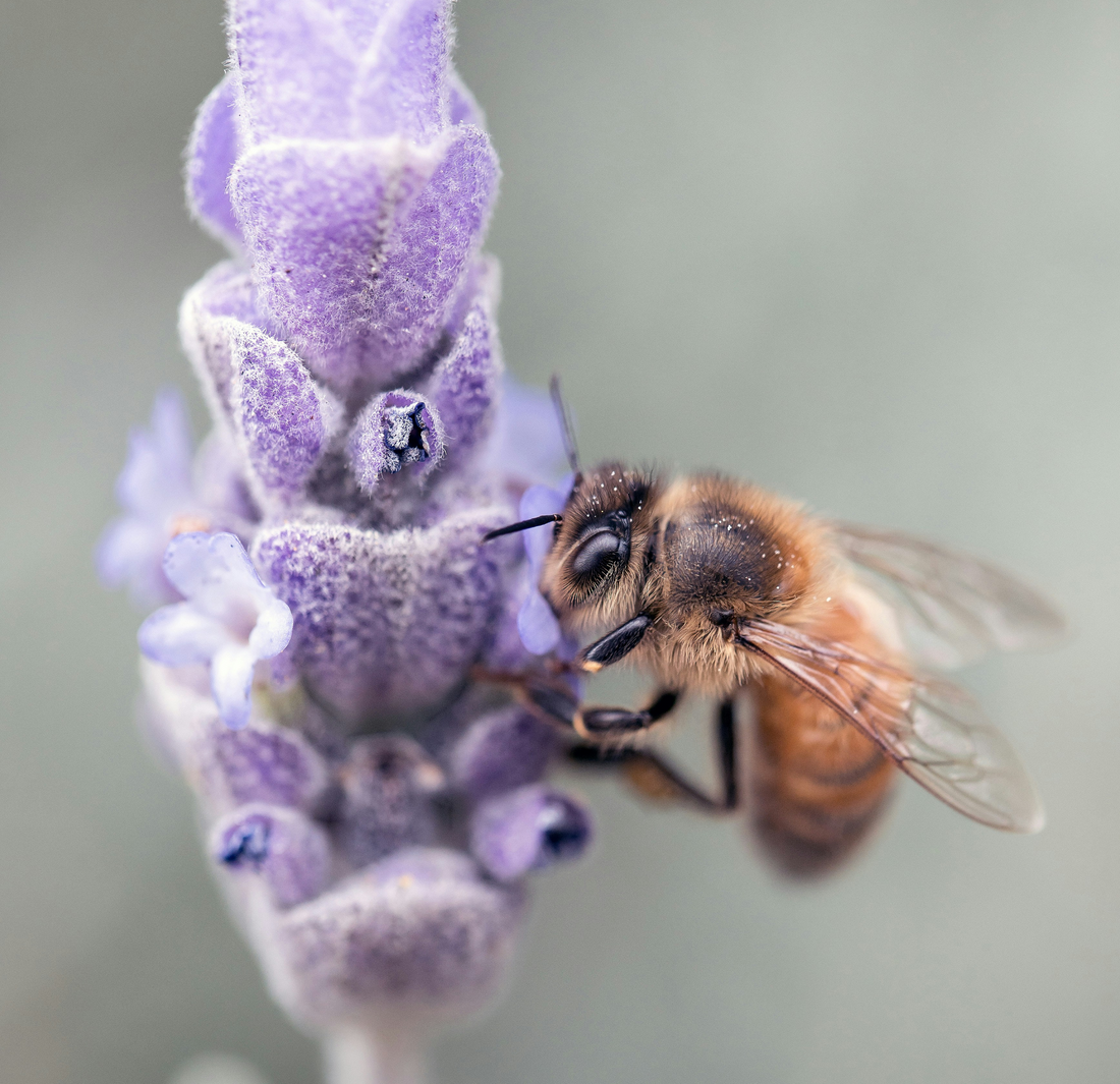 10 Remarkable Facts You Probably Didn’t Know About Bees