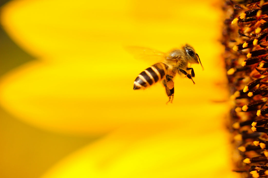 What Would Happen If All Bees Died?