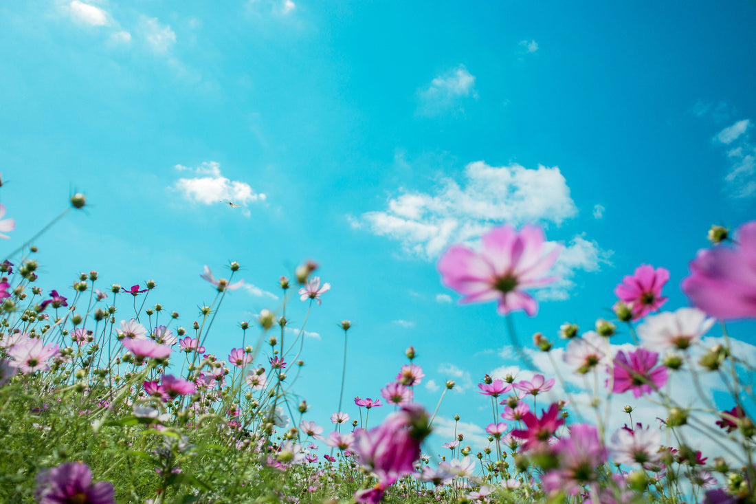 Do Bees Get Hot During the Summer?