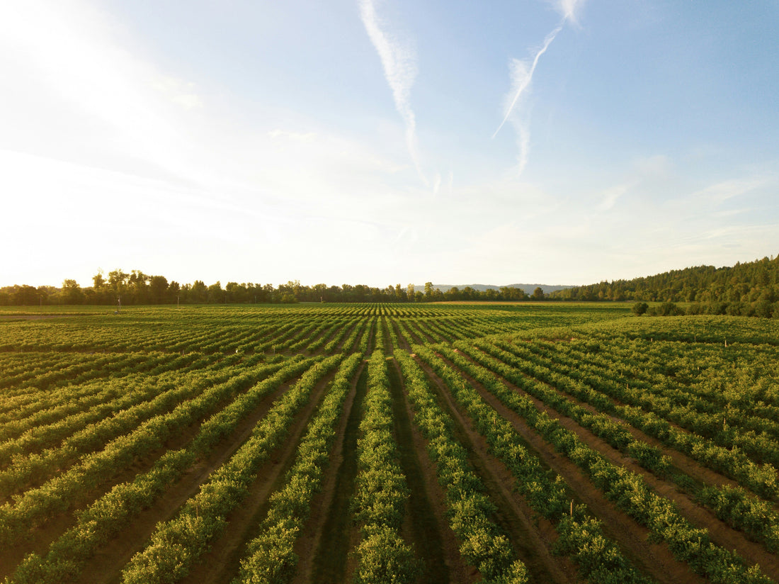 What is Honeybees' Role in Agriculture?