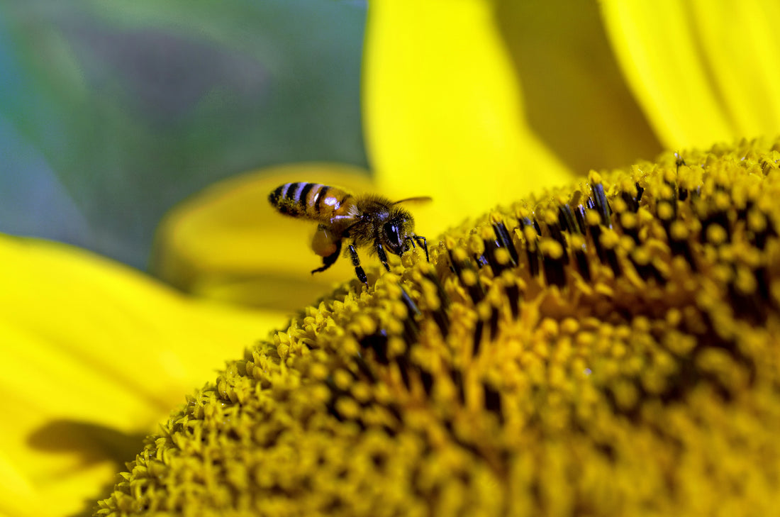 The Fascinating History of Bees