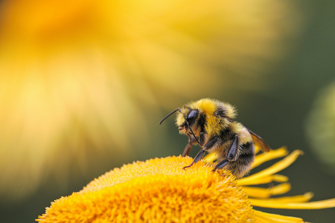 Types of Bees Found in The UK