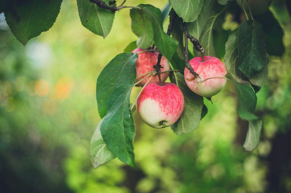 Do Apple Trees Attract Bees?