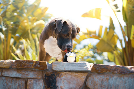 Is Honey Safe for Dogs? Everything You Need to Know