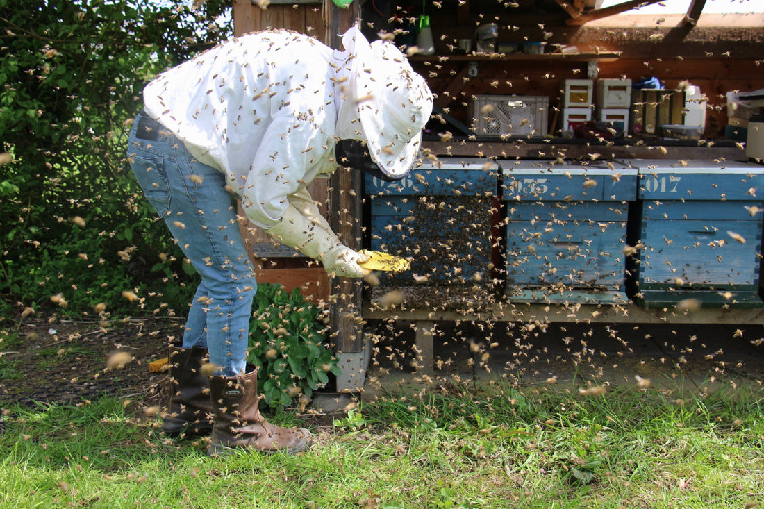 Top 10 mistakes a novice beekeeper makes - Ecocolmena