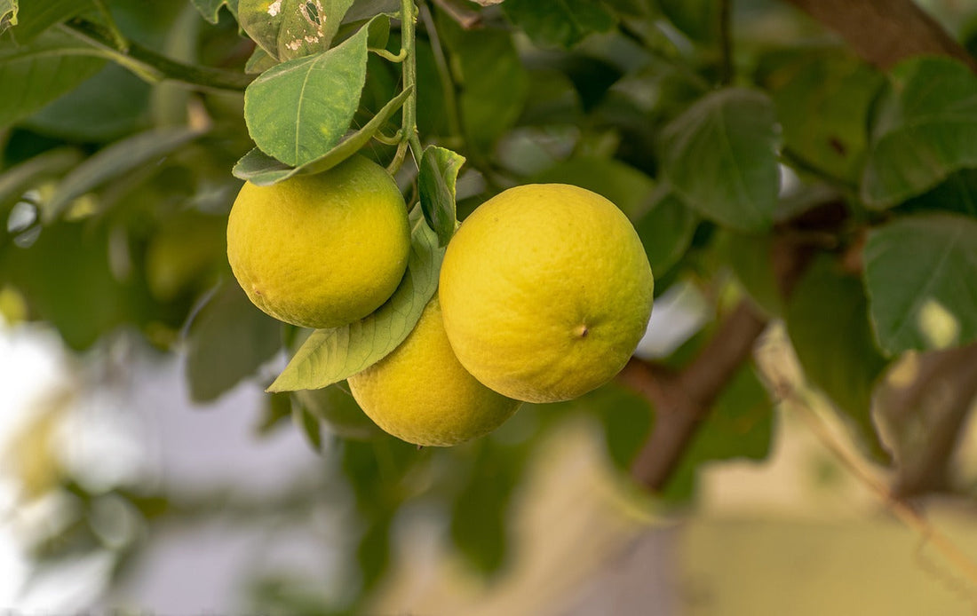 Is Lemon Good for the Brain? Here’s What You Should Know