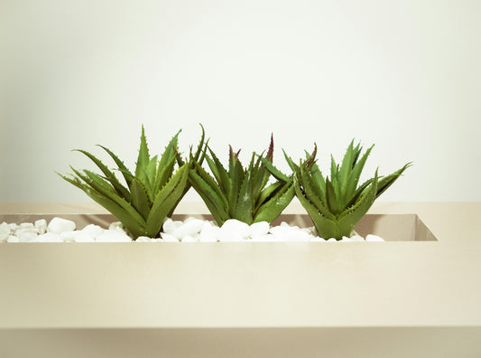 Aloe Vera and Honey: A Healing Hair Combo