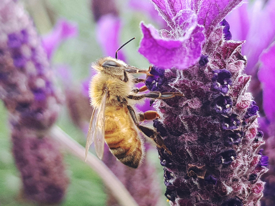 What Bees can Teach us About life