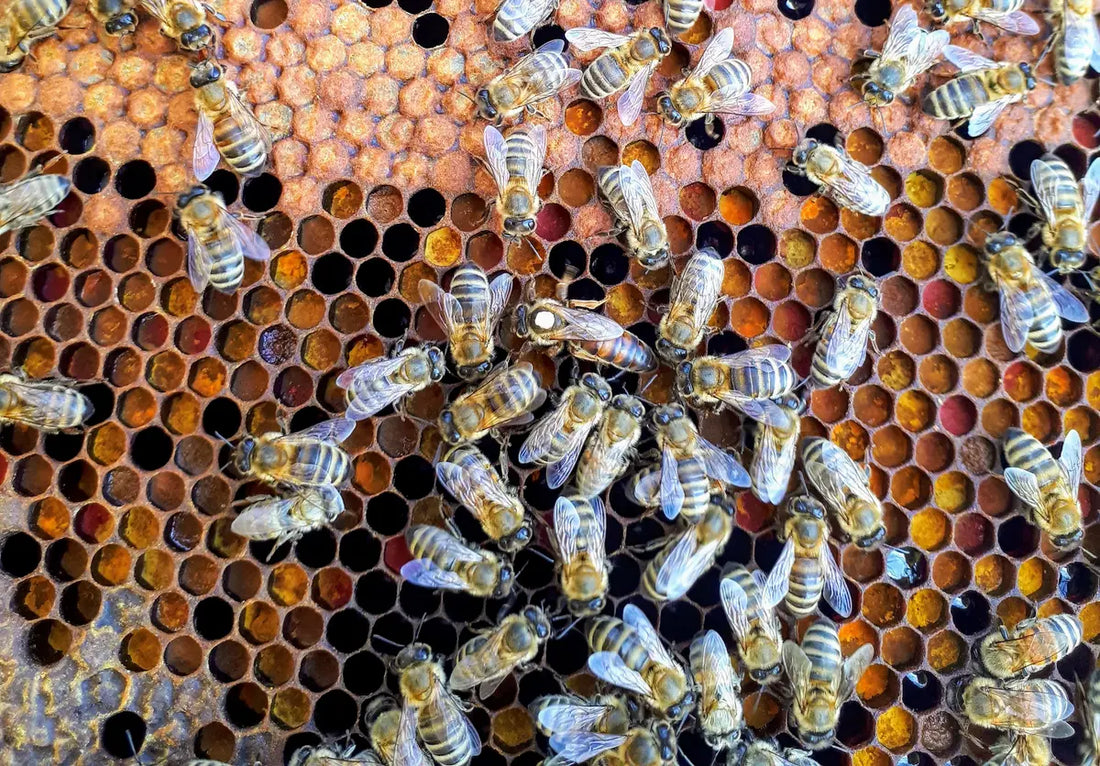 All About The Queen Bee: Role, Lifespan & Interesting Facts