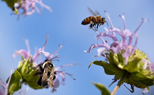 bees perching on a flower