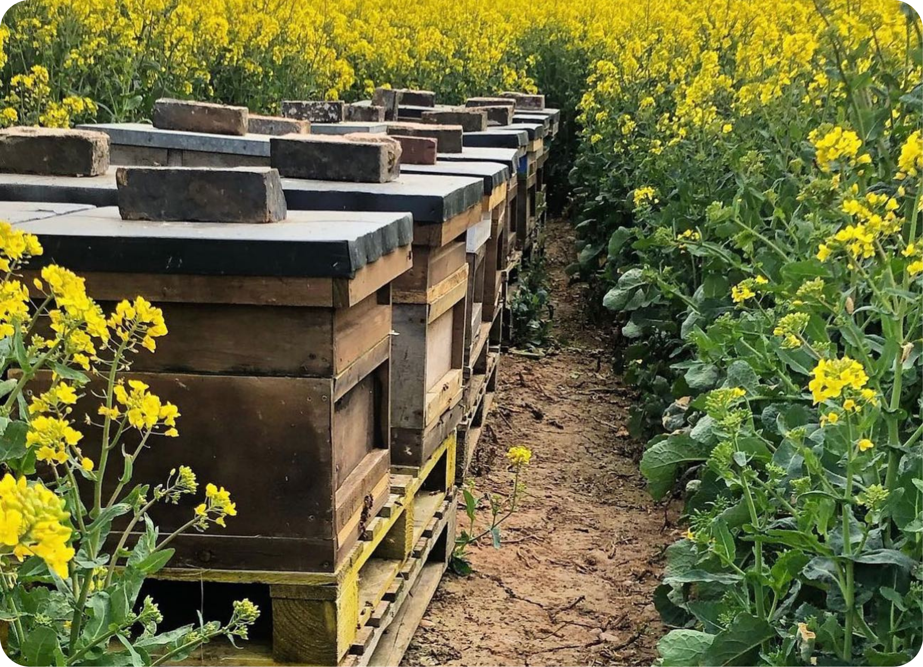 Beehives in a wildflower field