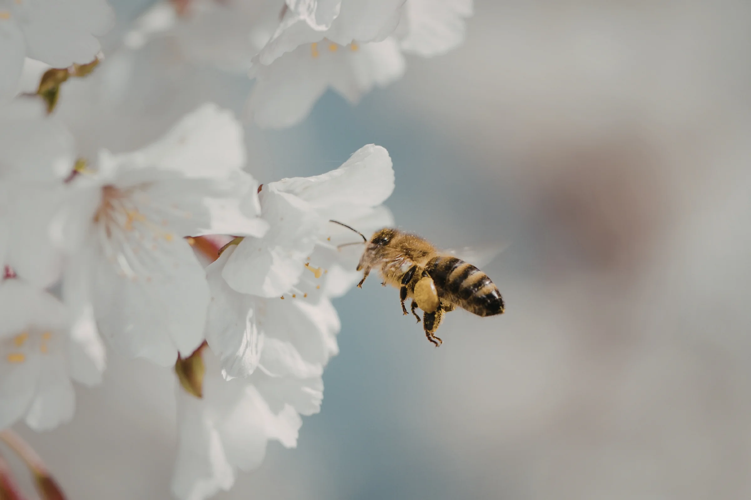 Apple Orchard Honey
