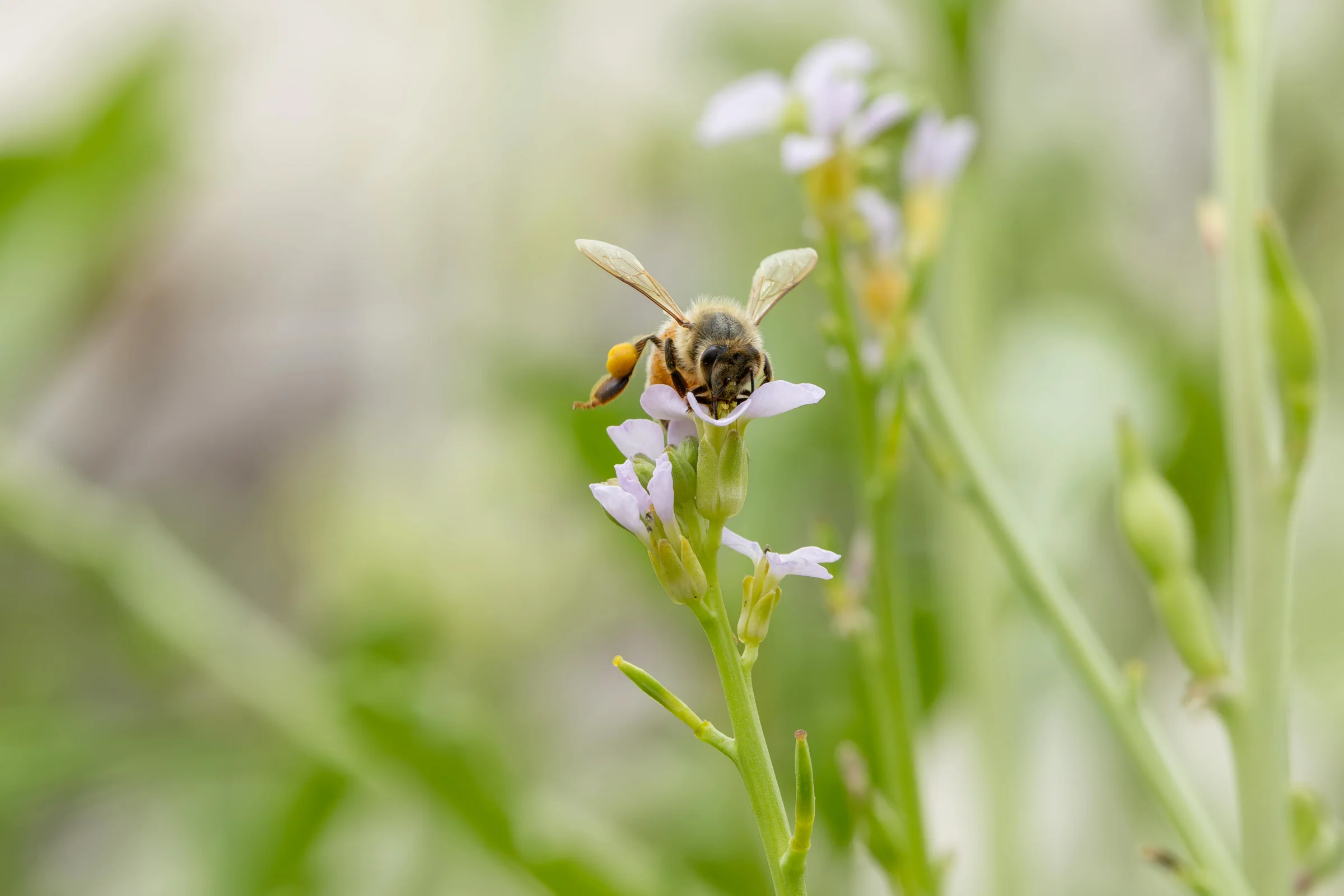 Wildflower Honey