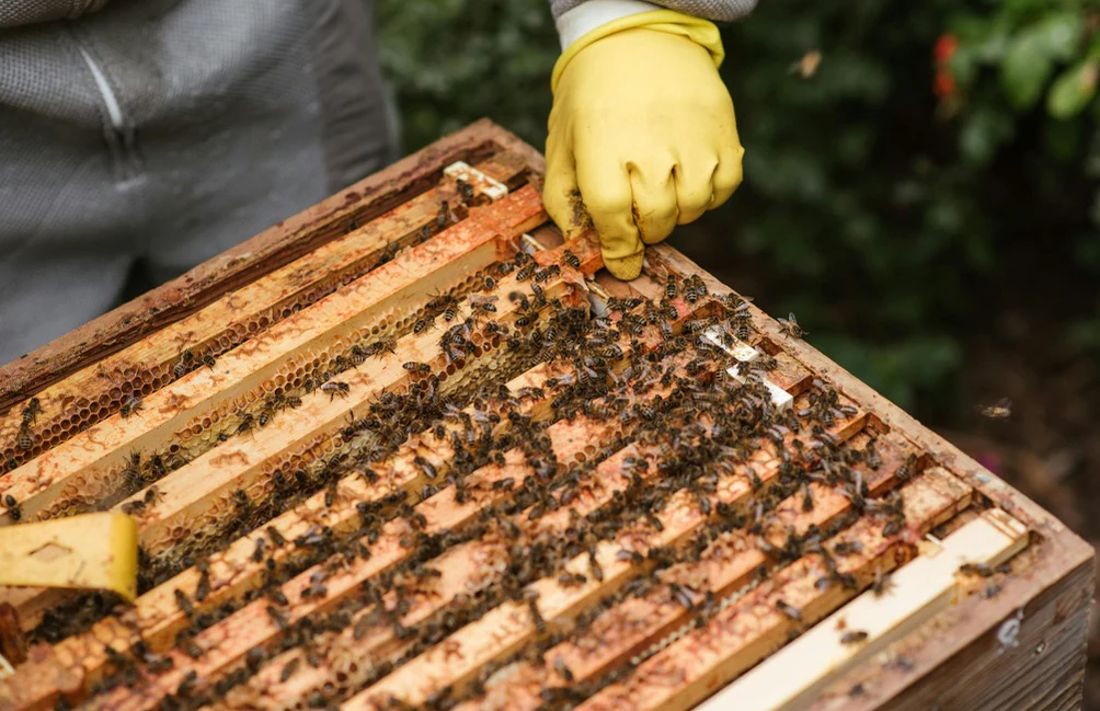 Beekeeper checking the hives